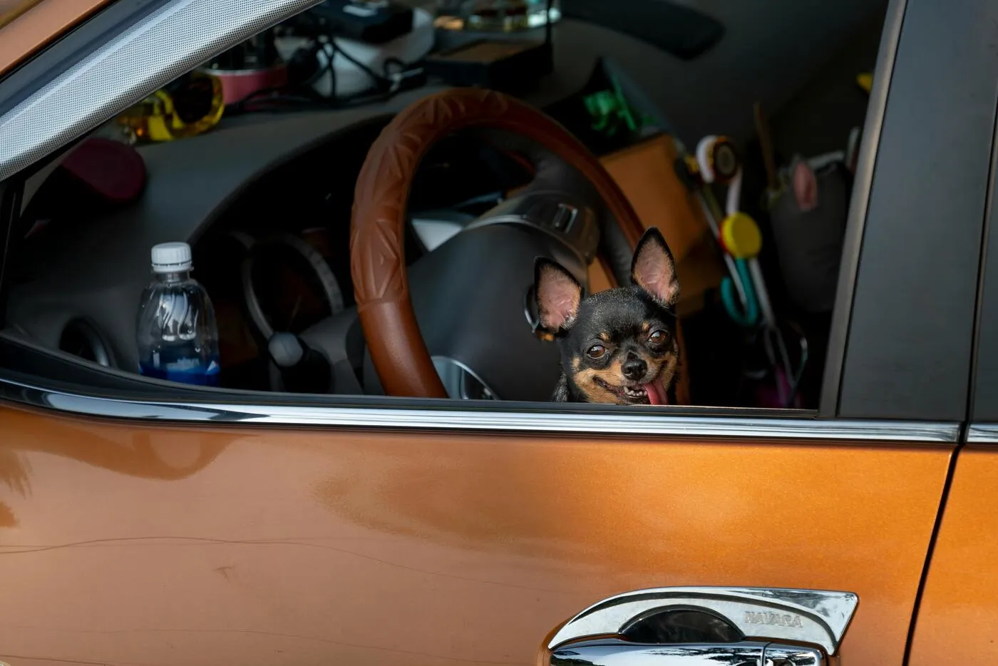 ¿Qué dice la ley sobre llevar al perro en el coche? Guía completa | Musky