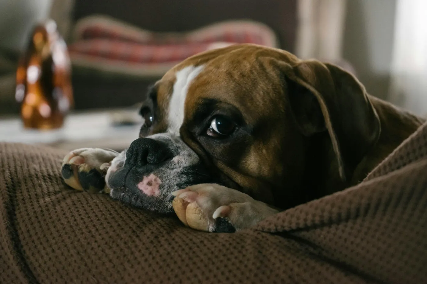 La importancia de la dieta para mejorar la digestión de tu perro y tratar la enteropatía crónica | Musky