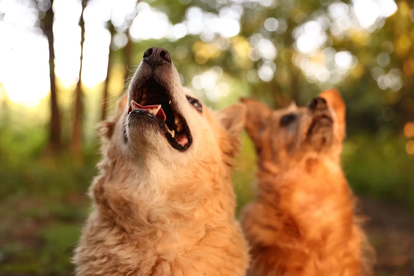 ¿Es obligatorio el seguro para perros? Guía completa | Musky