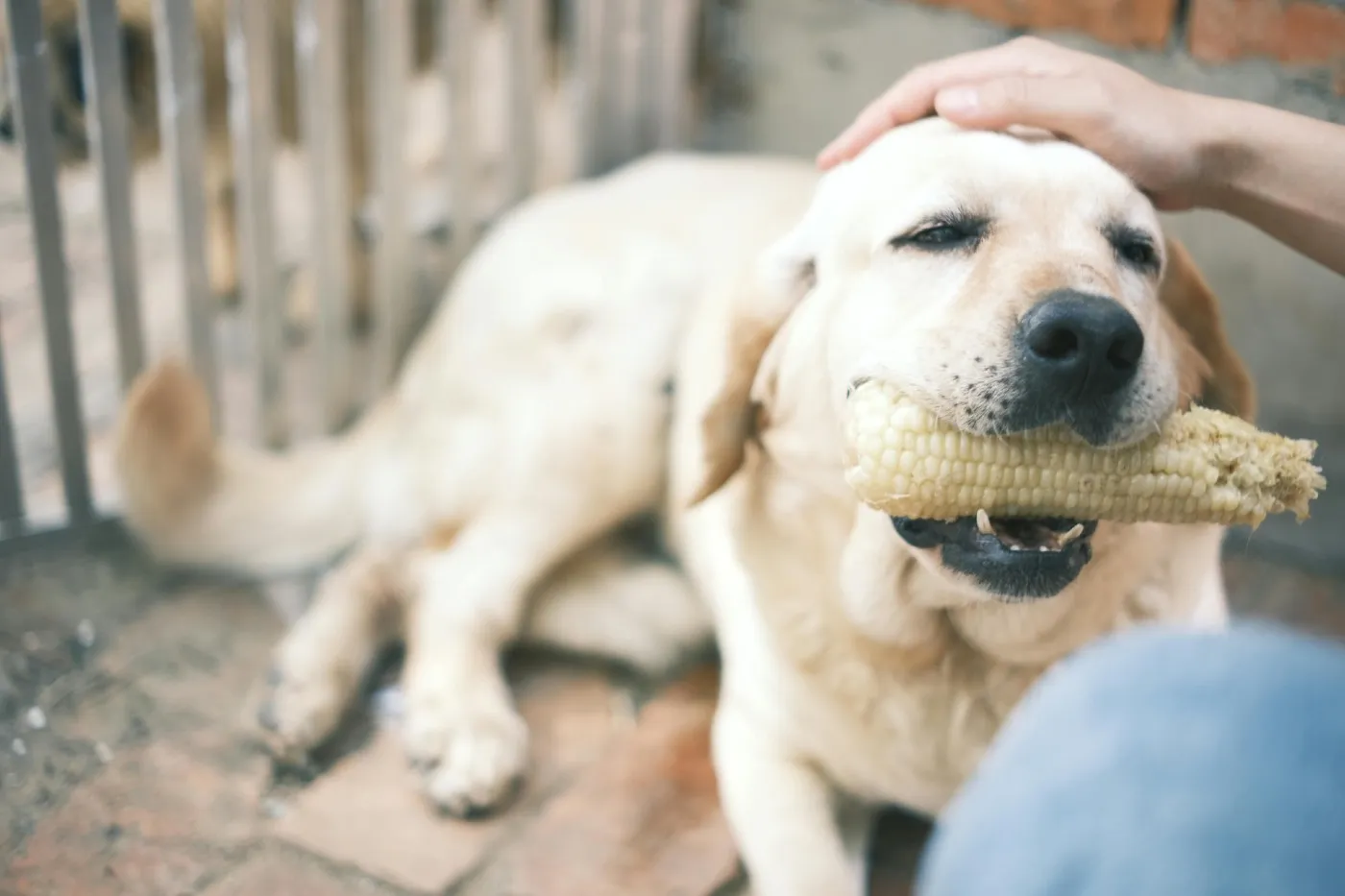 Errores al cambiar la alimentación de un perro (guía completa) | Musky