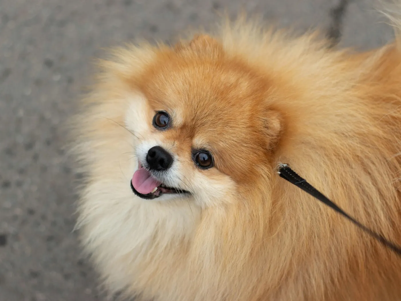 Pomerania: guía completa de cuidados, salud y alimentación | Musky