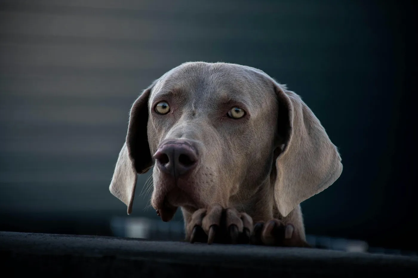Braco de Weimar: carácter, salud y cuidados del Weimaraner