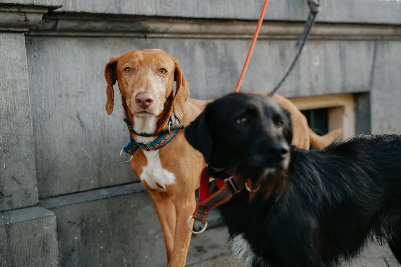 Ley de Bienestar Animal en España: prohibido dejar perros atados