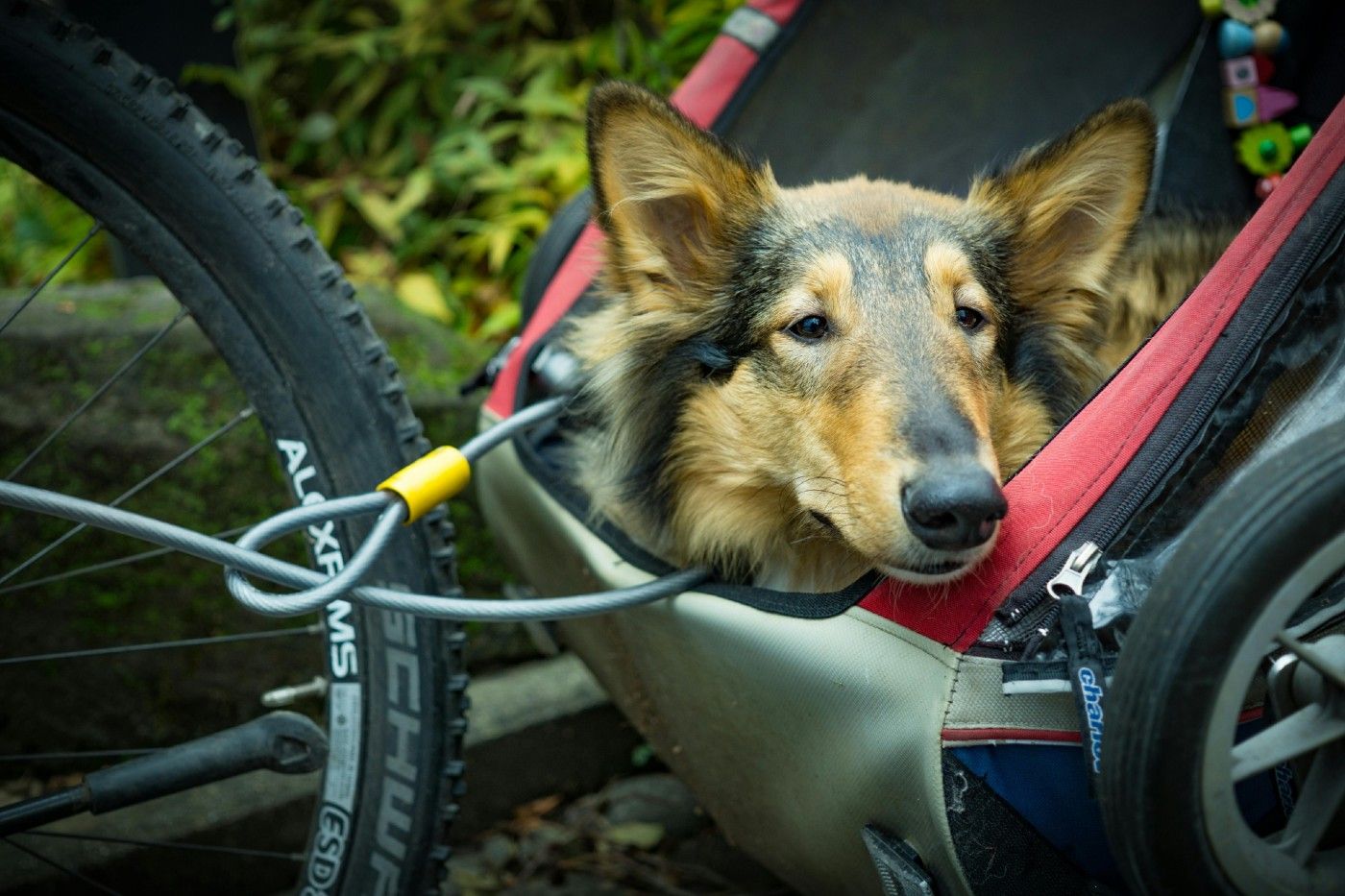 Carro para perros grandes: estructura reforzada y ruedas resistentes