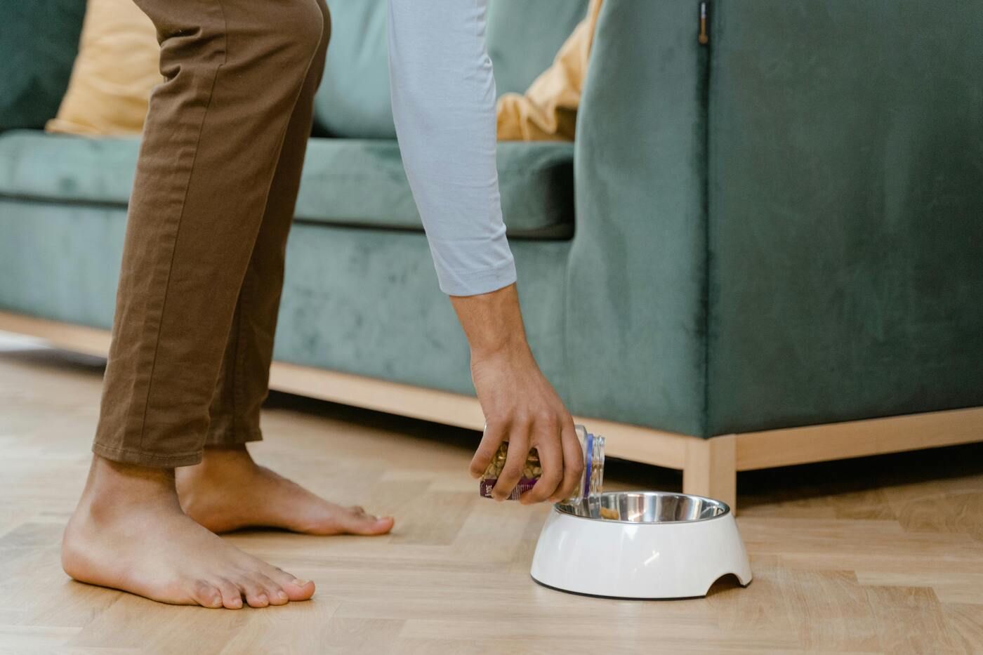 Cuando un perro sufre problemas digestivos persistentes, contar con un nutricionista canino puede ser fundamental