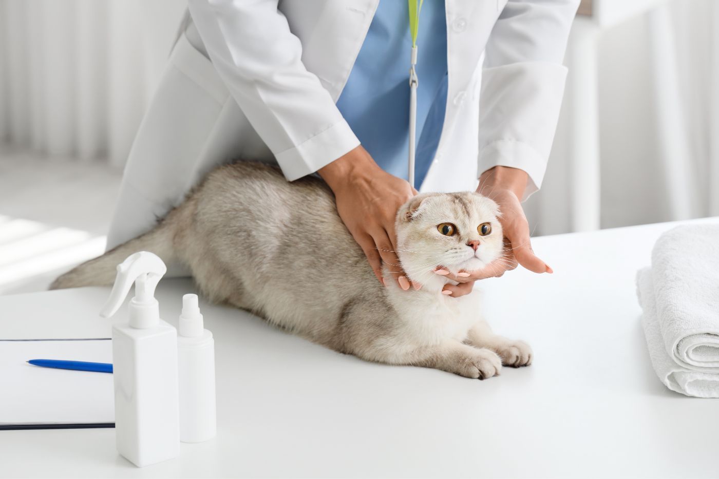 Gato en revisión anual preventiva en veterinario