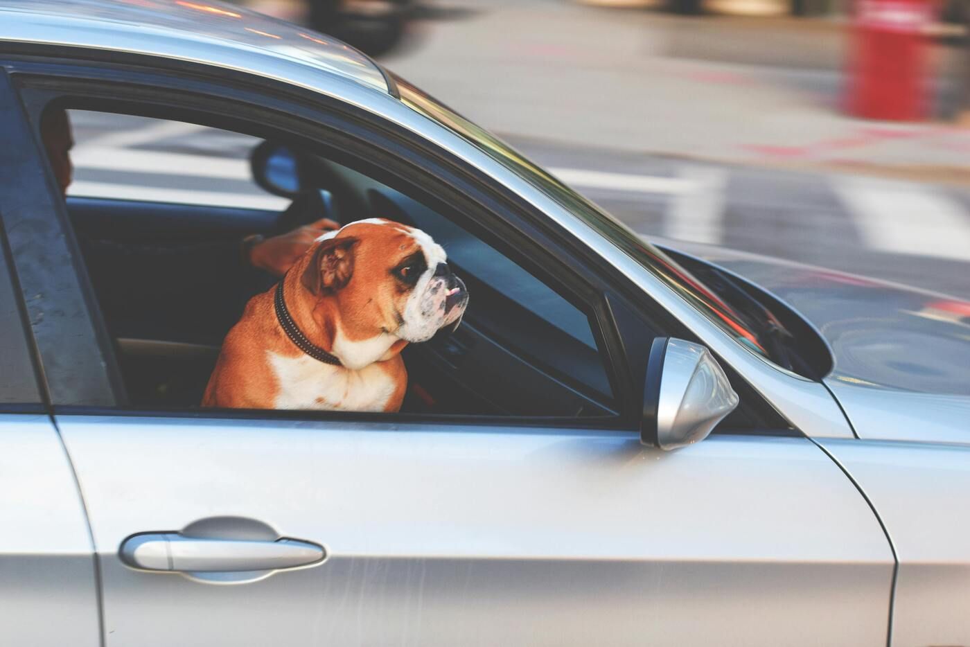 Llevar al perro en el asiento delantero del coche no es recomendable