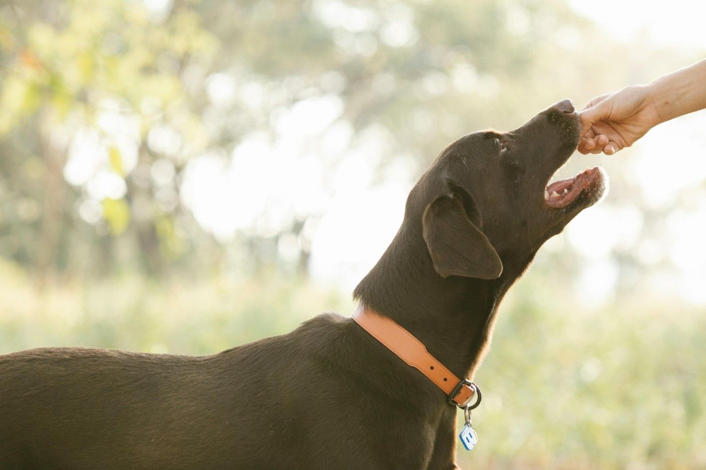 No existe una dieta perfecta universal. La mejor opción será siempre la que esté adaptada a tu perro y supervisada por un profesional