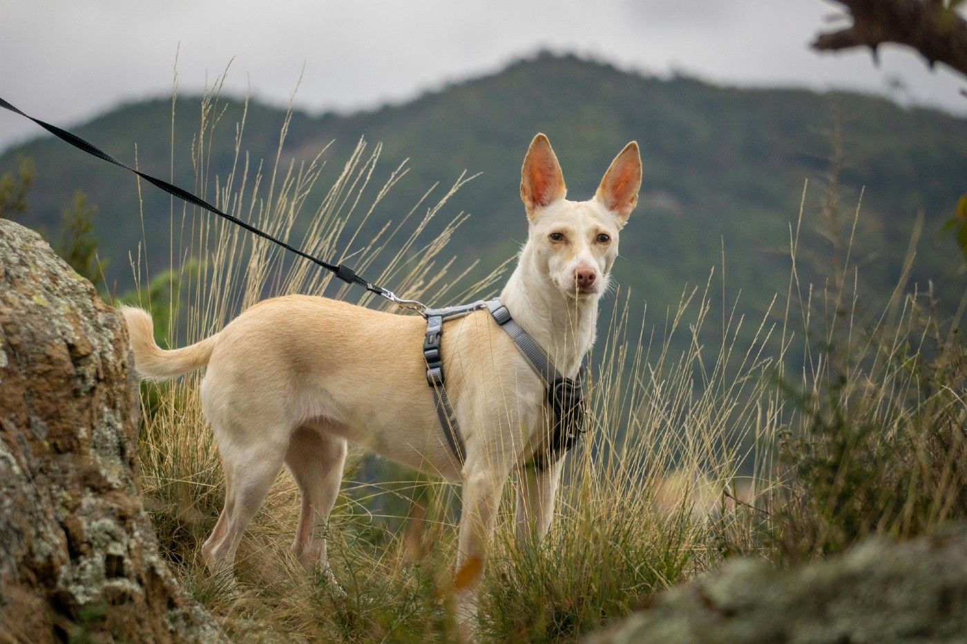 El Podenco necesita actividad física, sí, pero también necesita usar la cabeza