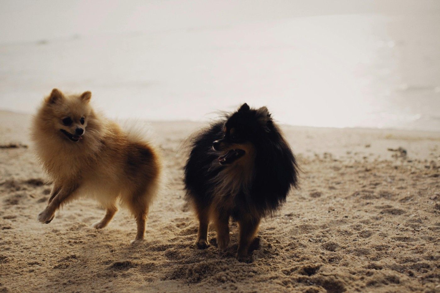 El Perro pomerania toy necesita actividad diaria