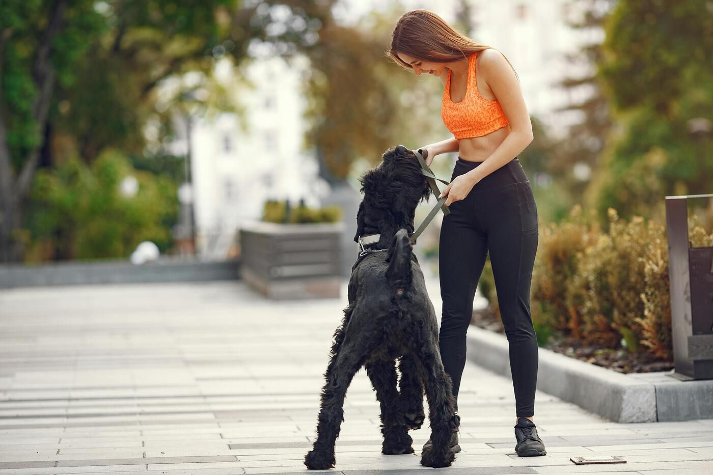 El Schnauzer gigante necesita mucha actividad diaria