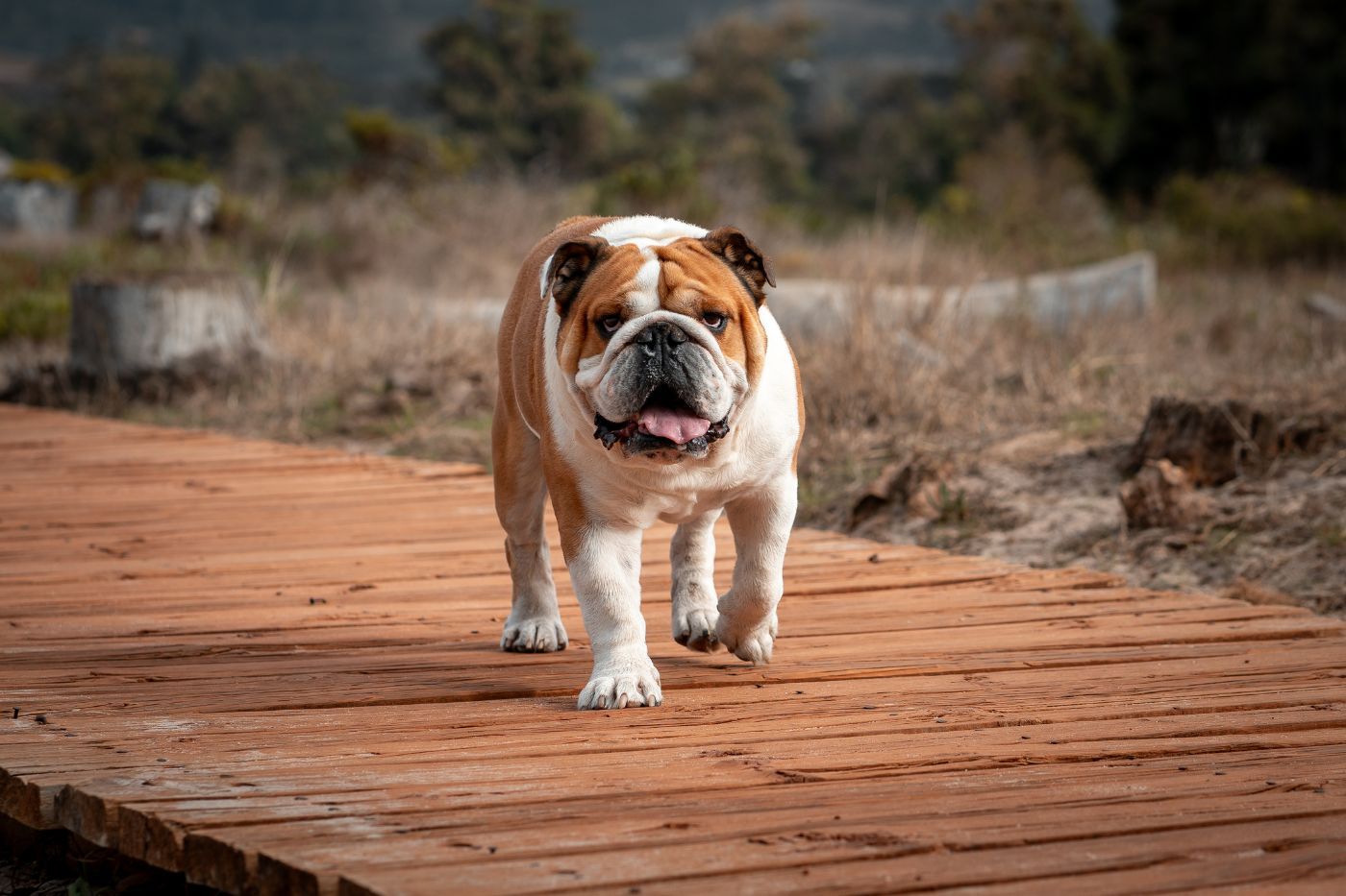 Bulldog inglés paseando Bulldog inglés paseando