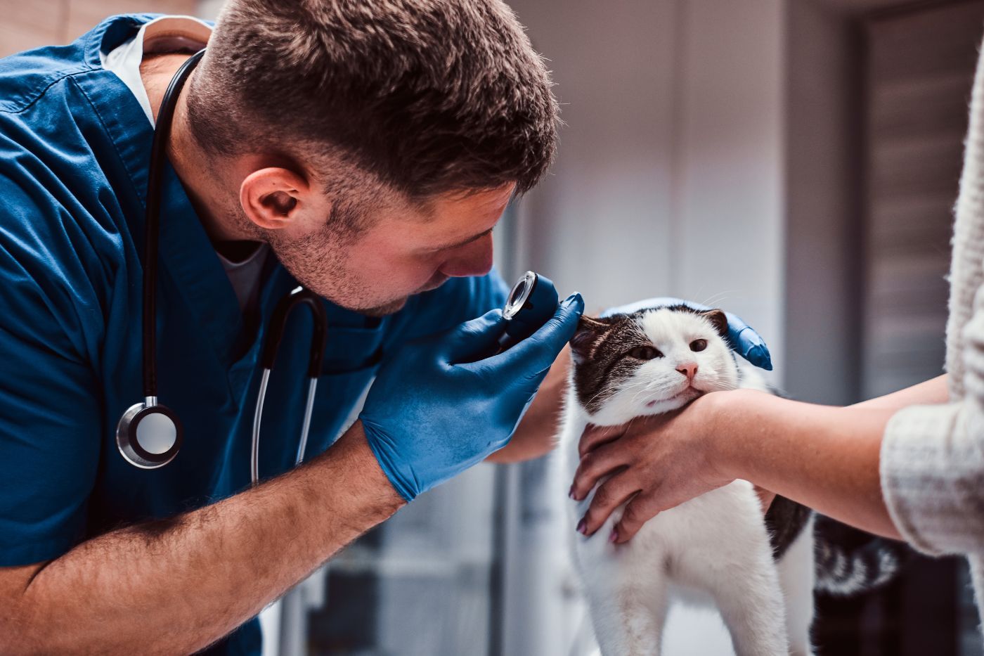 Gato en revisión preventiva veterinaria cubierto por seguro de salud Gato en veterinario