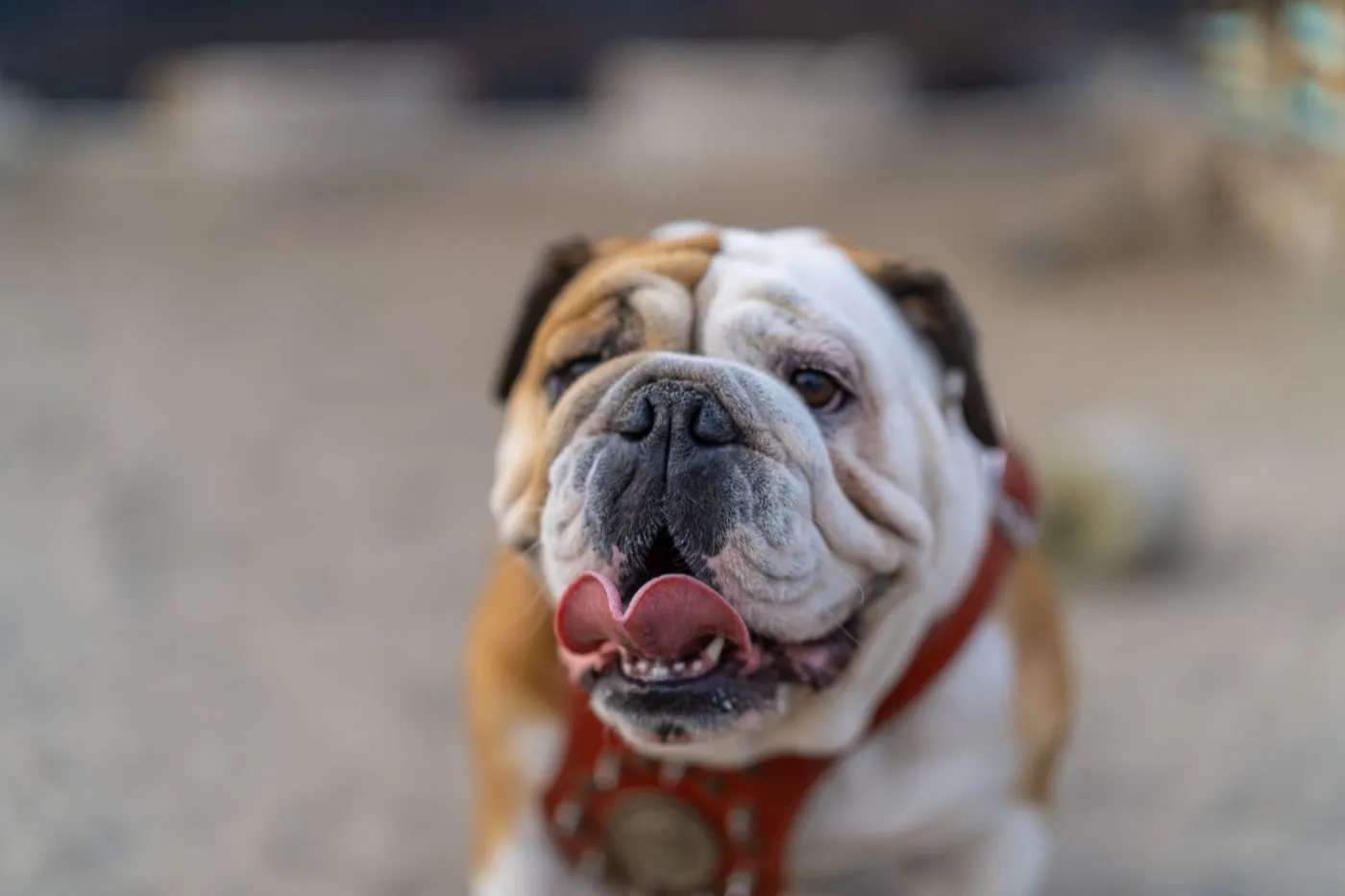 Bulldog: braquicéfalo, tranquilo y muy suyo | Musky