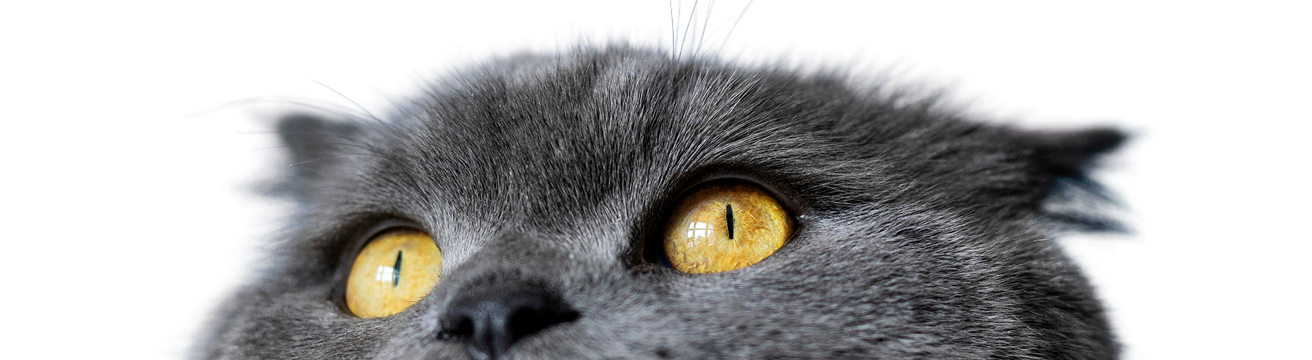 Seguro para gatos