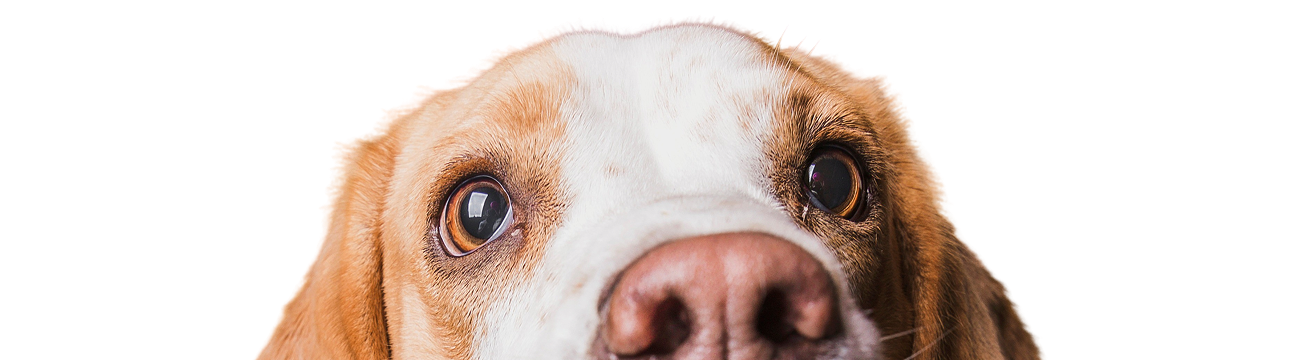 Seguro para perros